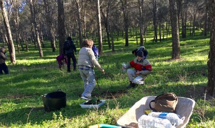 reforestación en Talavera